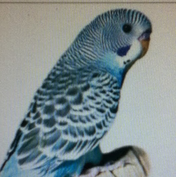 Meet your Posher, Matthew - Picture 1 of 1